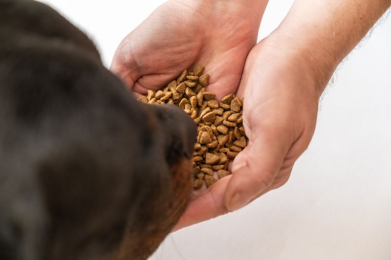 Gluten-Sniffing Dogs: Training & Effectiveness Explained