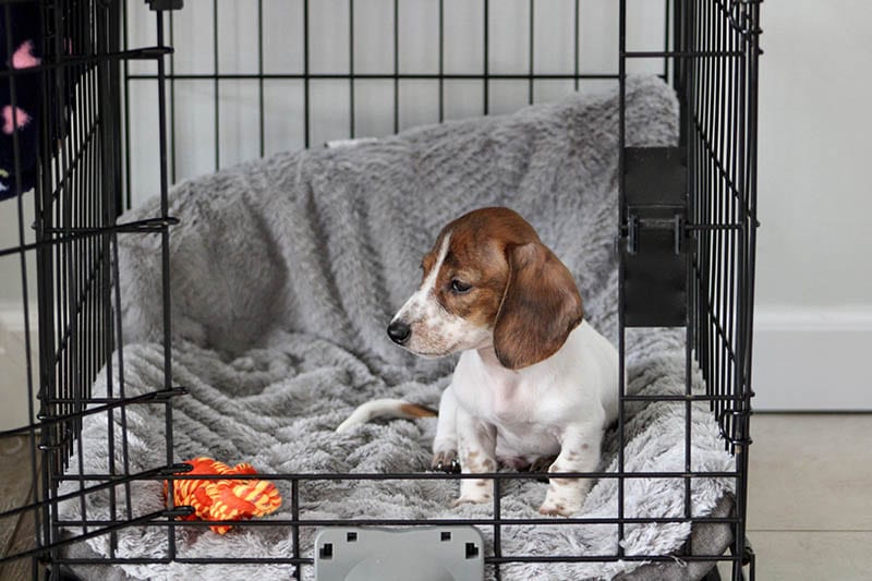 A miniature dachshund puppy that is sitting in a crate