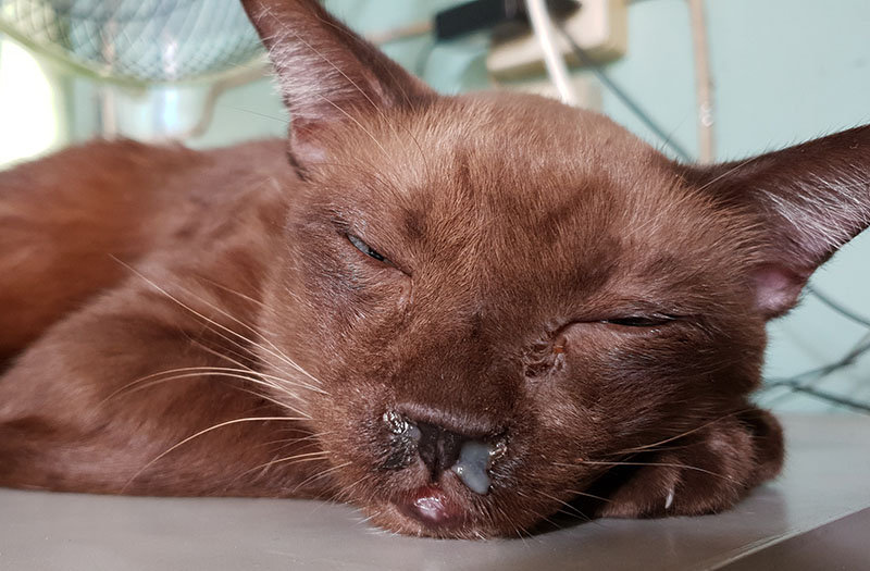 How to Make a Cat Sneeze to Clear Its Nose: 5 Vet-Approved Steps