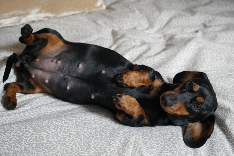 How Long Are Dachshunds Pregnant? Vet-Reviewed Facts & FAQ
