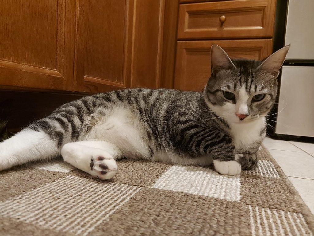 What Is a Cat’s Primordial Pouch? Vet-Verified Uses, Facts & FAQ