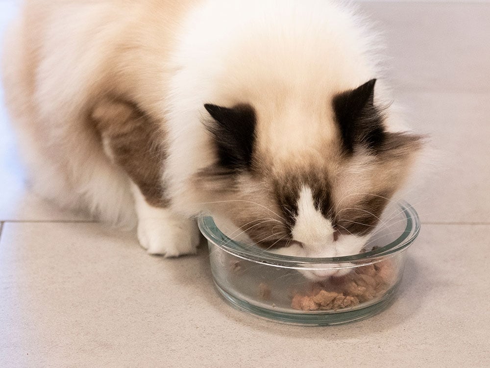 9 Best Vet-Recommended Cat Foods – 2026 Reviews & Top Picks