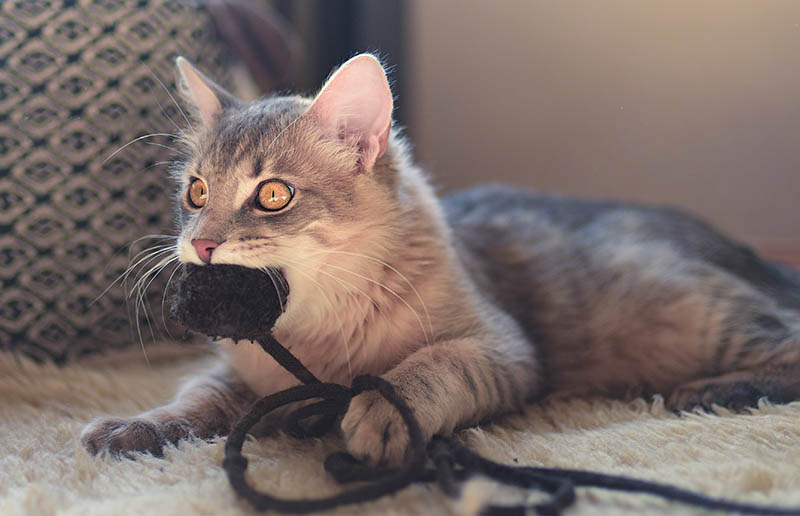 Why Does Your Cat Bring You Toys? 6 Common Reasons