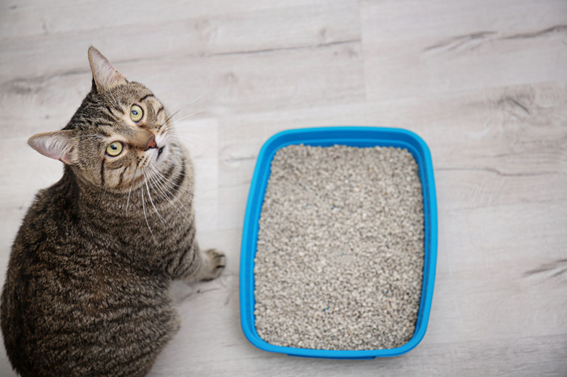 10 Best Cat Litters for Odor Control in the UK — 2026 Reviews & Top Picks