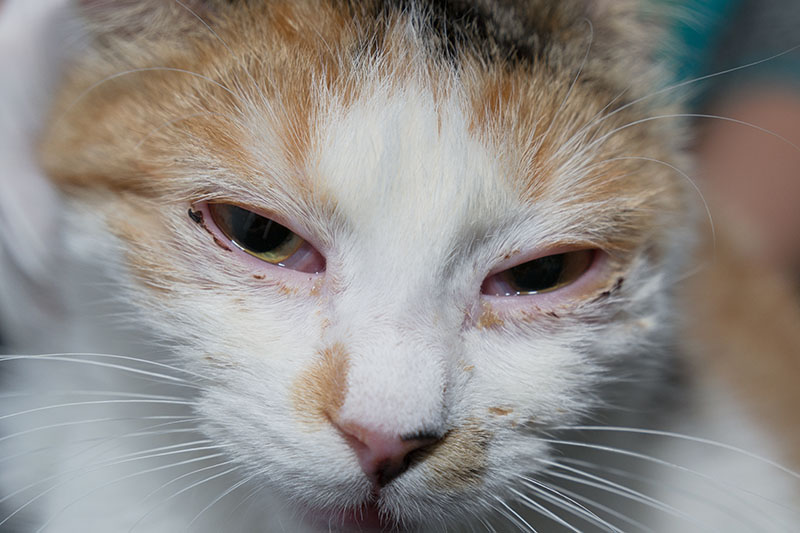 Conjunctivitis in Cats: Vet-Approved Causes, Signs & Treatments