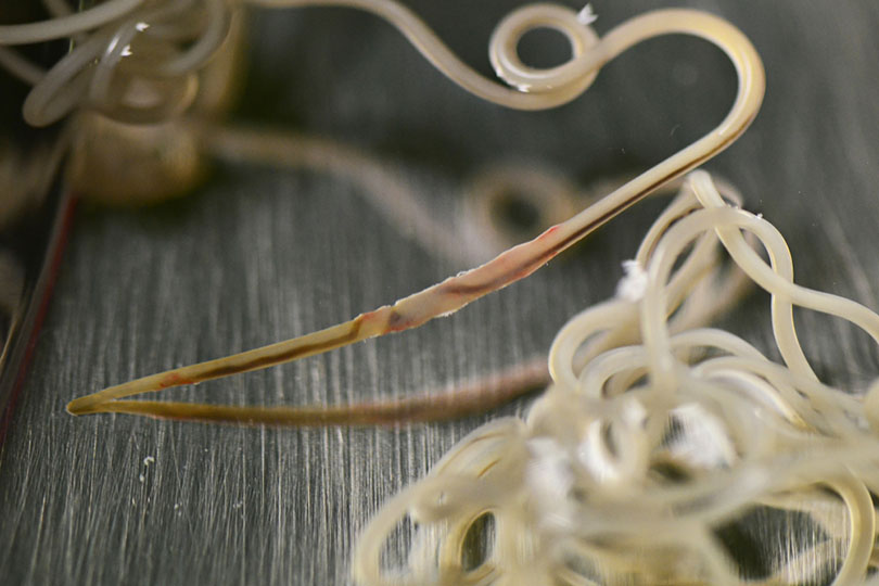 Heartworms in Dogs: Signs, Causes & Treatments (Vet Answer)