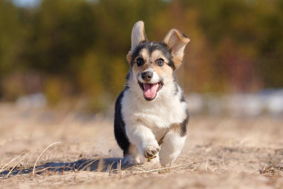 How Many Puppies Do Corgis Have? Litter Sizes & Pregnancy Info