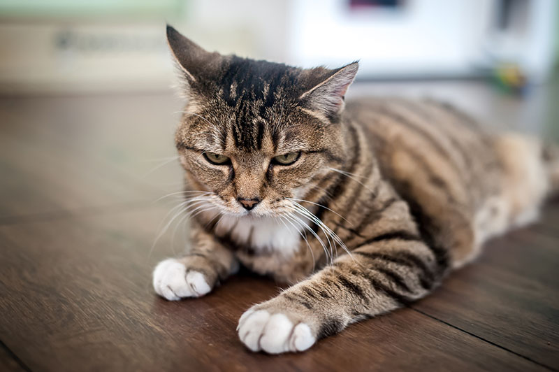 Does My Cat Have an Alpha Human? Vet-Reviewed Social Facts
