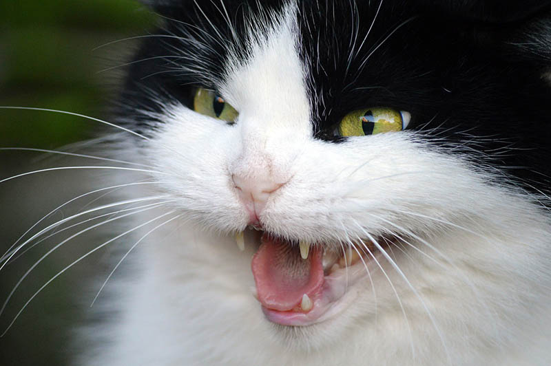 8 Great Ideas on How to Calm an Aggressive Cat: Understanding Cat Behavior