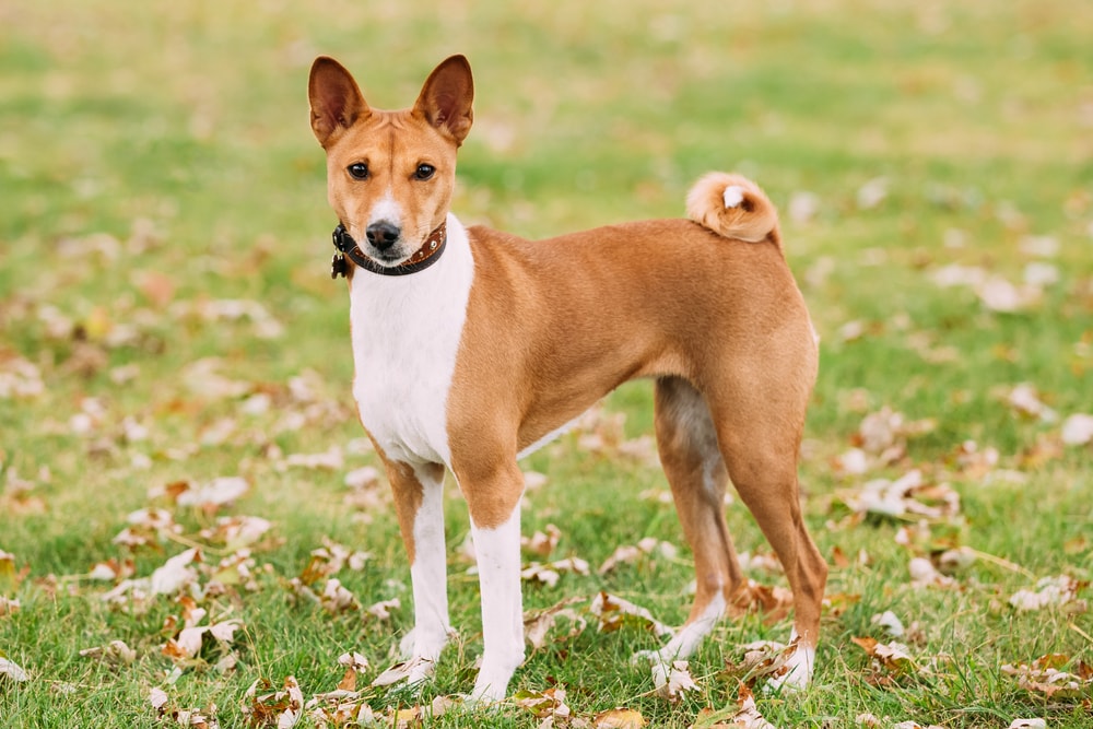 10 Beautiful Off-Leash Dog Parks in Los Angeles, CA (2026 Updated)
