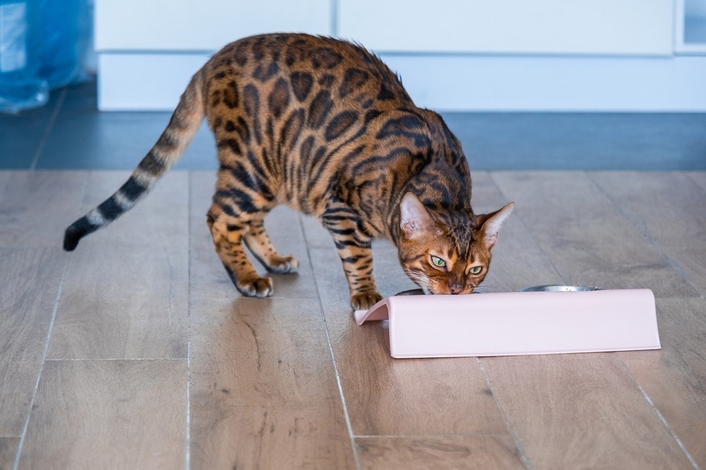 9 Best Tilted Cat Bowls - 2026 Reviews & Top Picks