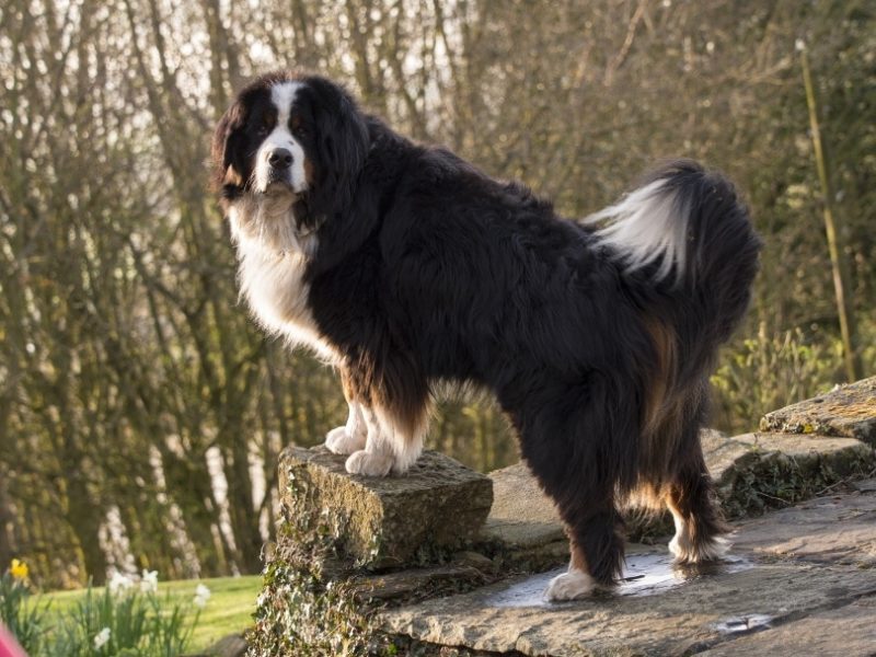 15 Incredible Bernese Mountain Dog Facts