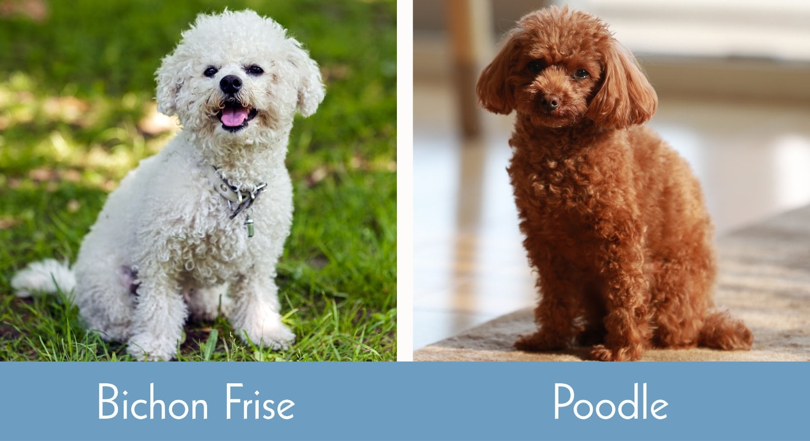 Bichon Frise vs Poodle Visual Differences