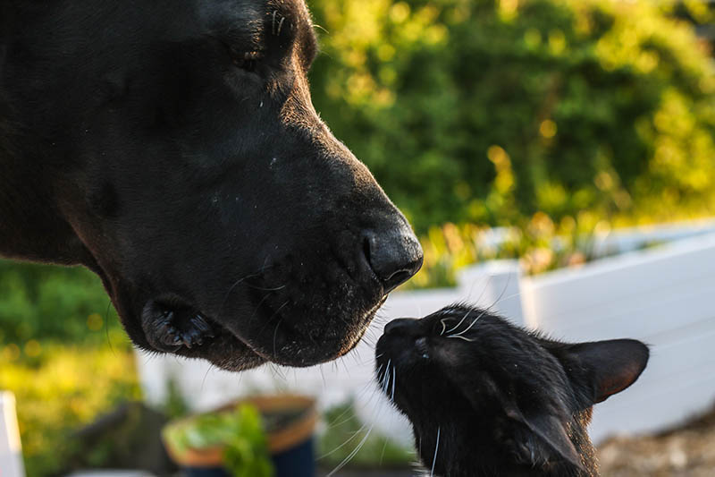 Are Great Danes Good With Cats? Vet-Reviewed Cohabitation Facts & Advice