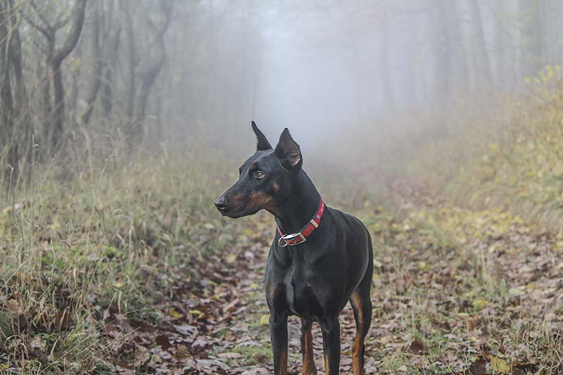 Blue doberman in the Forest