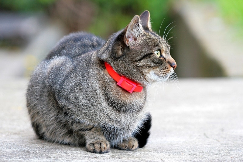 What Is a Breakaway Collar & When Does My Cat Need One? Facts & FAQ