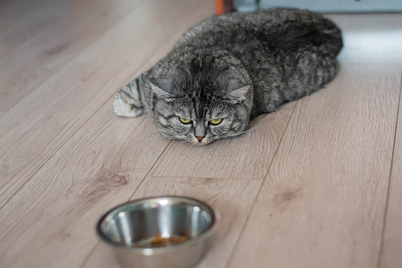 9 Signs That Cat Food Has Gone Bad: Vet-Approved Food Storage Tips