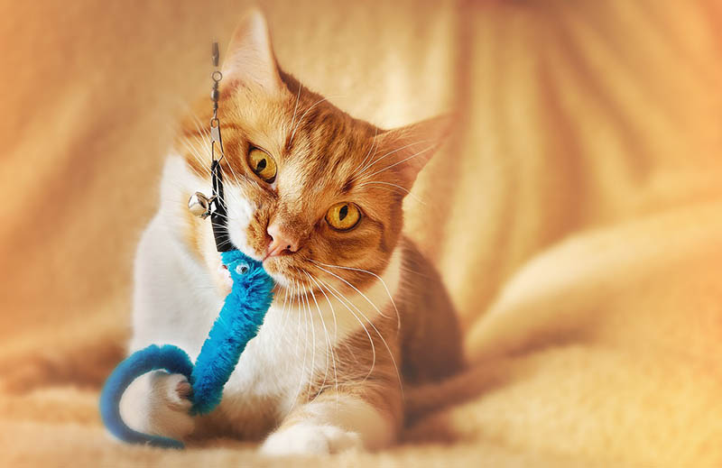 Why Does My Cat Chew on Everything? 5 Vet-Verified Possible Reasons