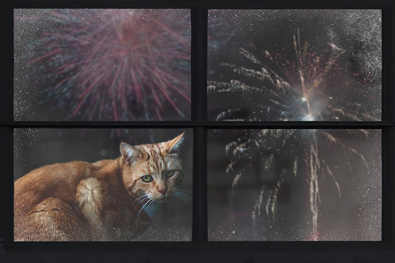 How to Calm a Cat During Fireworks: 8 Vet-Approved Tips