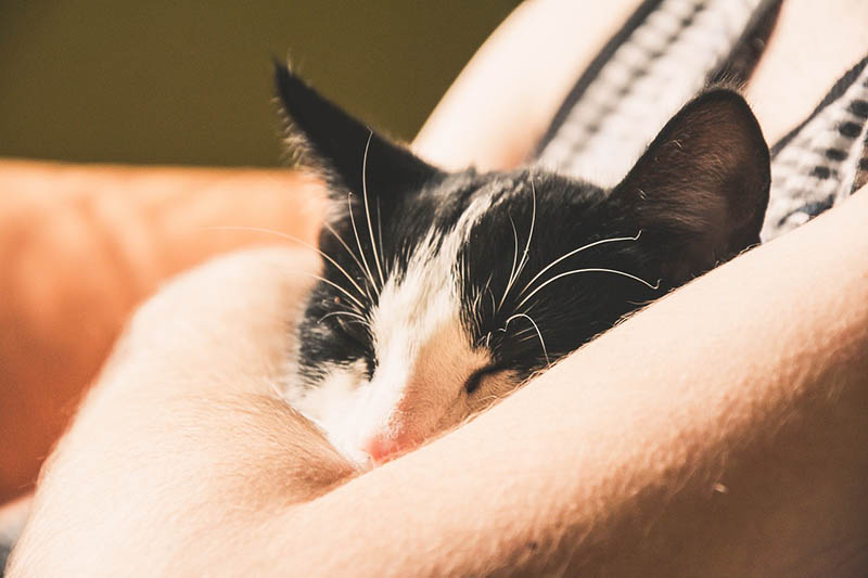 How Does My Cat Fall Asleep So Fast? 3 Vet-Reviewed Reasons