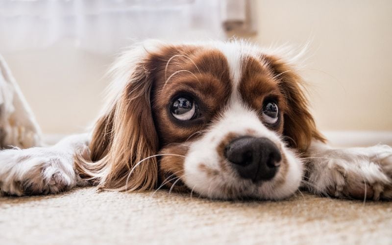 Top 14 Dog Breeds With Big Eyes (With Info & Pictures)