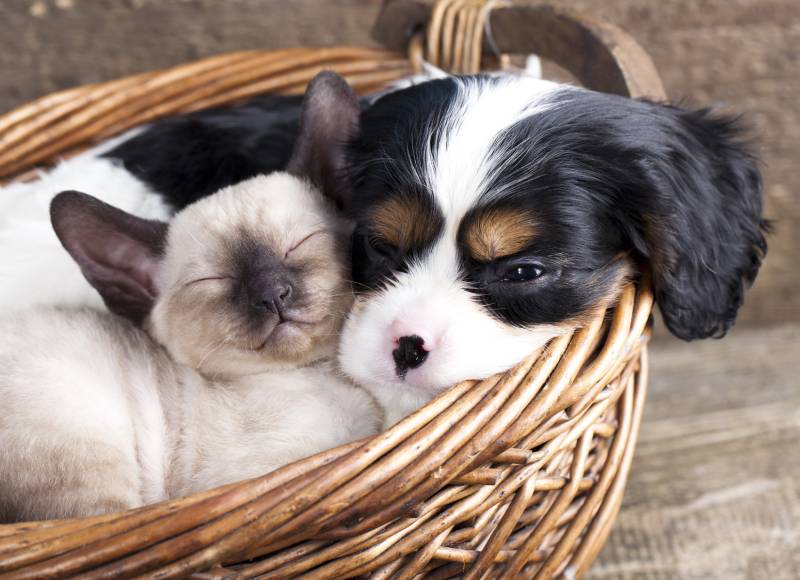 Are Cavalier King Charles Spaniels Good With Cats? Breed Temperament Facts