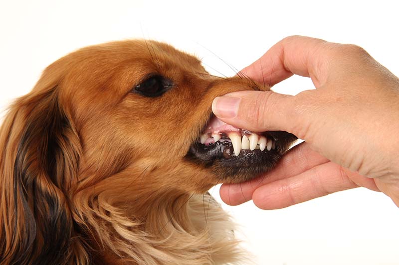 Clean teeth and healthy gums of a longhaired dachshund dog