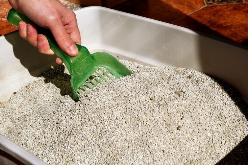 How Often Should I Clean My Cat’s Litter Box? Vet-Verified Recommendations & Tips