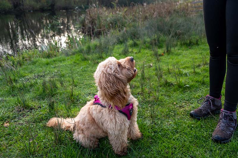 How to Potty Train a Cockapoo: 8 Vet-Reviewed Tips & Advice
