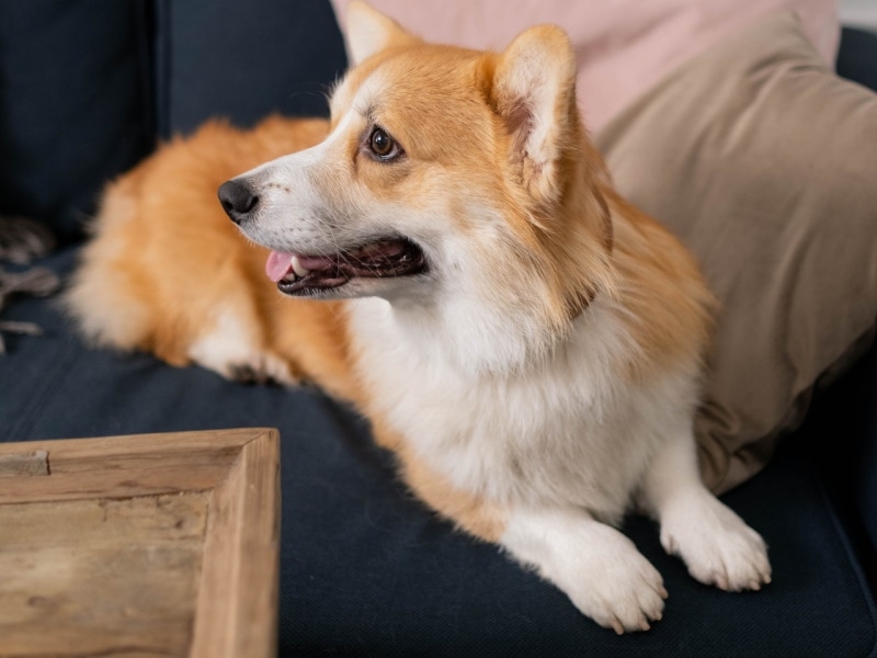 How to Clean Corgi Ears: 7 Vet-Approved Steps