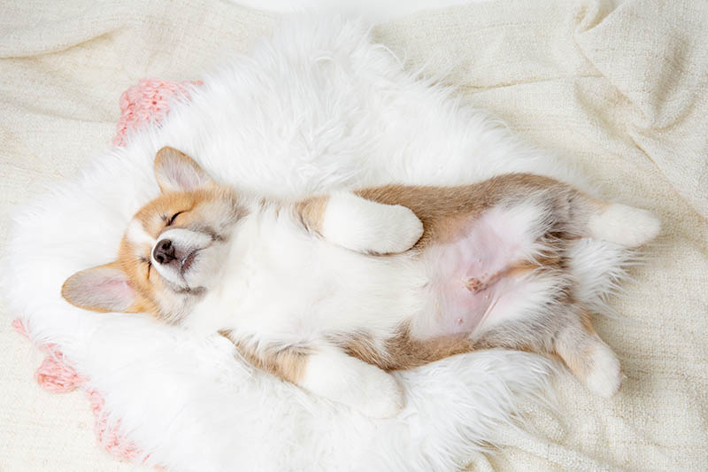 Do Corgis Sleep a Lot? Vet-Approved Facts & FAQ
