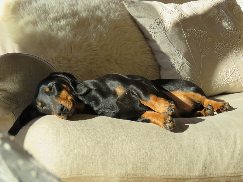 Why do Dachshunds Sleep So Much? 8 Vet-Reviewed Reasons