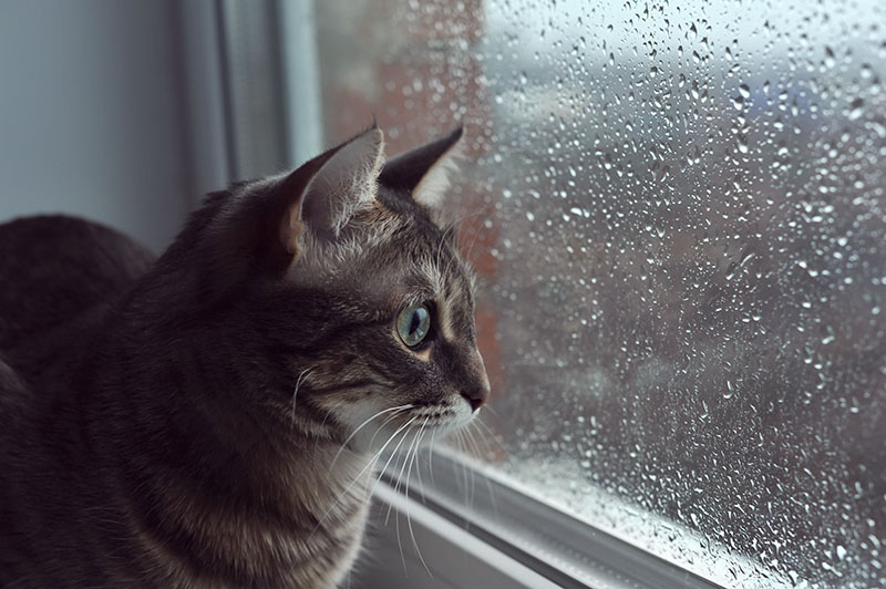 How to Calm a Cat During a Storm: 10 Vet-Approved Tips