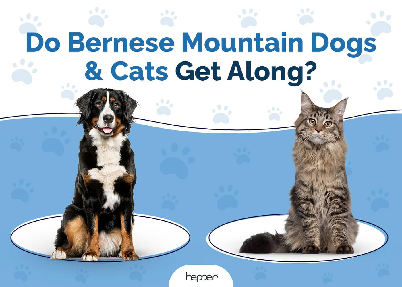 Do Bernese Mountain Dogs and Cats Get Along