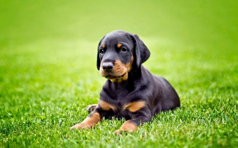 How to Train a Doberman: 10 Vet-Approved Tips