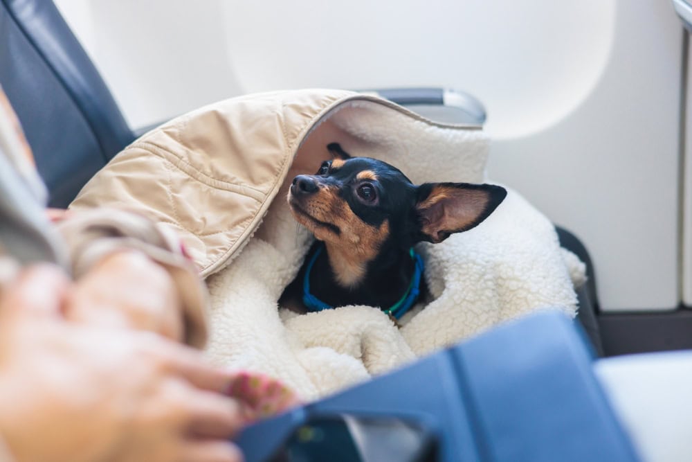 Do Dogs’ Ears Pop on Planes? What to Know Before You Go (Vet-Reviewed Info)