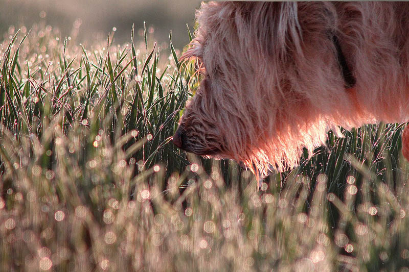 Why You Should Let Your Dog Sniff During Walks: 5 Vet-Approved Reasons