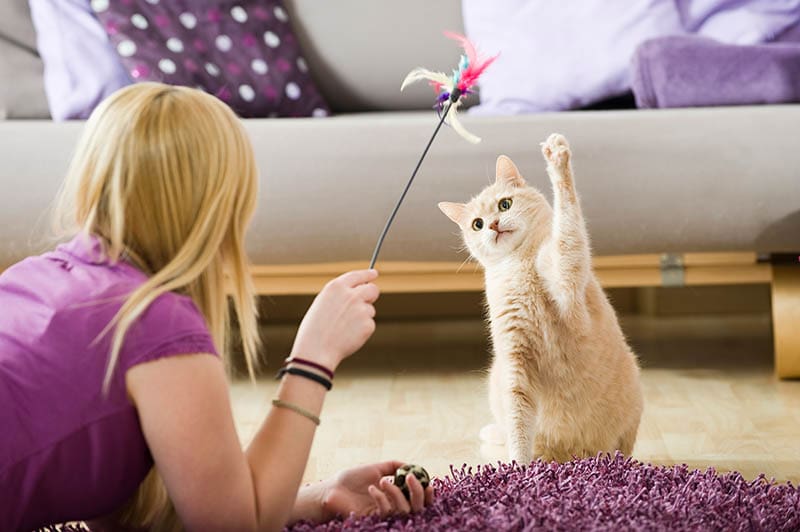 How Much Exercise Does a Cat Need? Vet-Reviewed Facts & FAQ