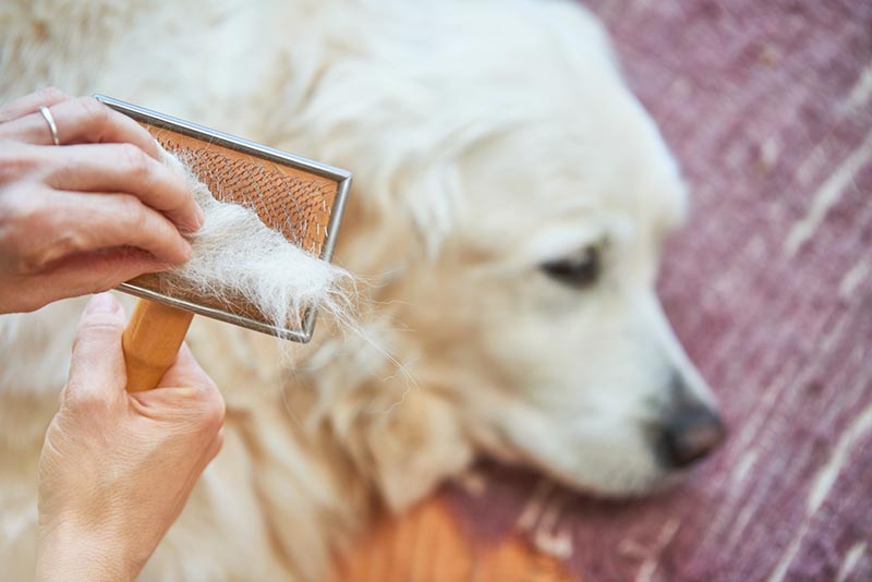 Do Golden Retrievers Shed? Vet-Reviewed Care and Grooming Advice