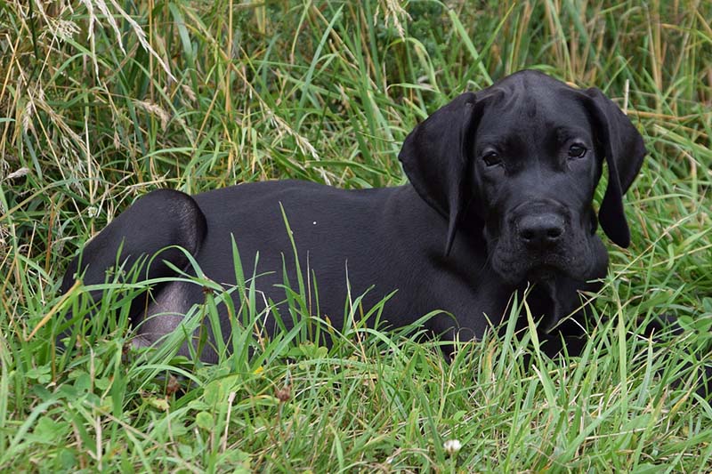 When to Switch a Great Dane From Puppy Food? Vet-Approved Tips