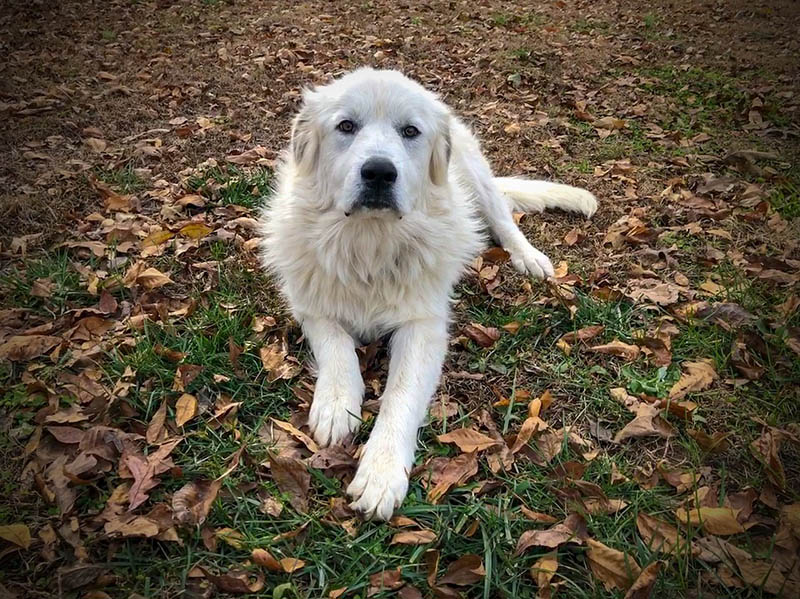 Great pyrenees
