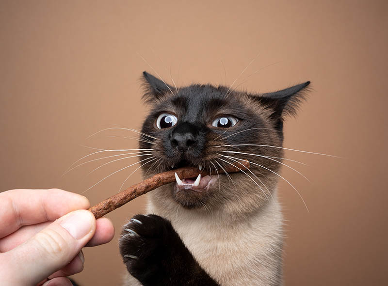 Are Silvervine Sticks Safe for Cats? Vet Approved Facts, Advice & FAQ