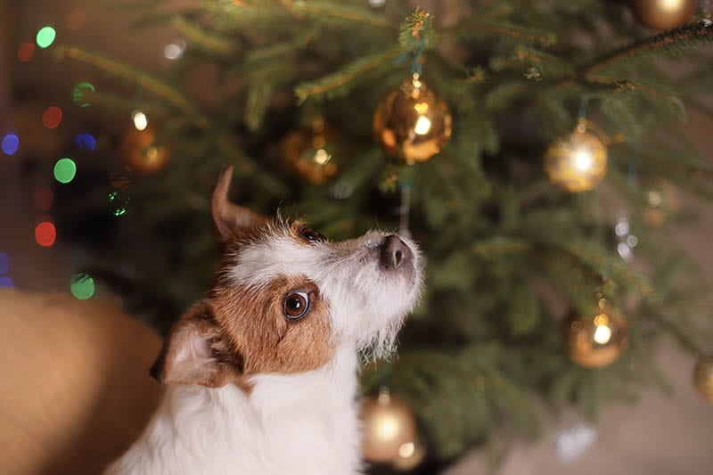 How to Dog-Proof a Christmas Tree: 13 Vet-Approved Tips & Tricks