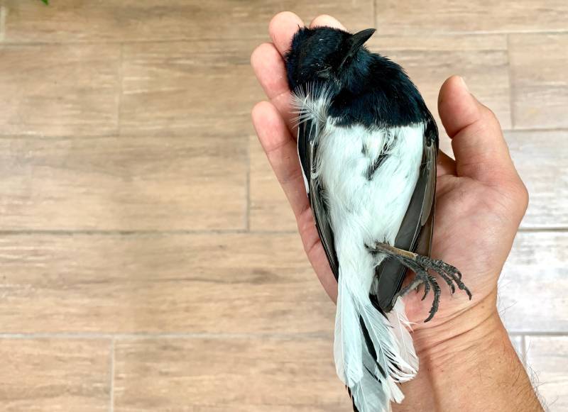 How to Do CPR on a Bird: Step-by-Step Guide