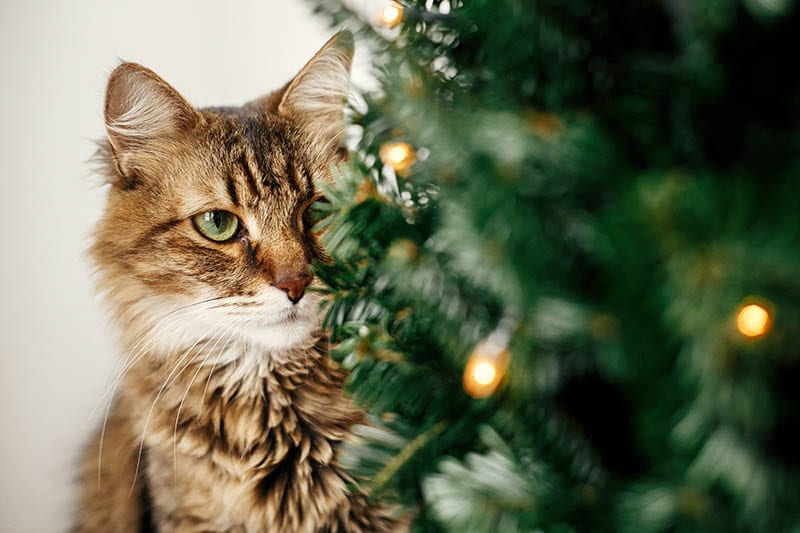 Is a Fake Christmas Tree Safe for a Cat? Are They Worse Than Real Trees?