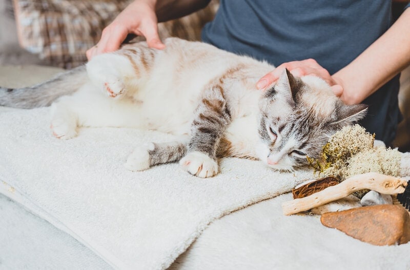 How to Massage a Cat with Arthritis: Are There Any Dangers?