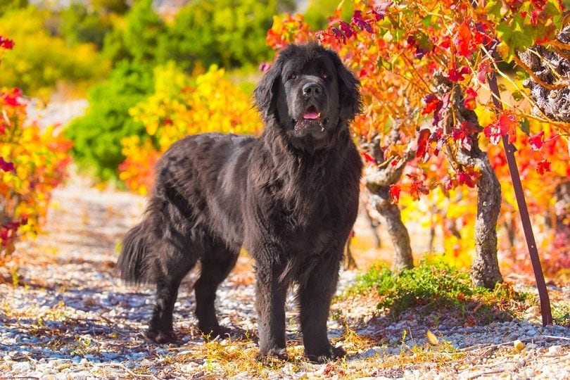 15 Black Dog Breeds: Info, Pictures, Facts & History