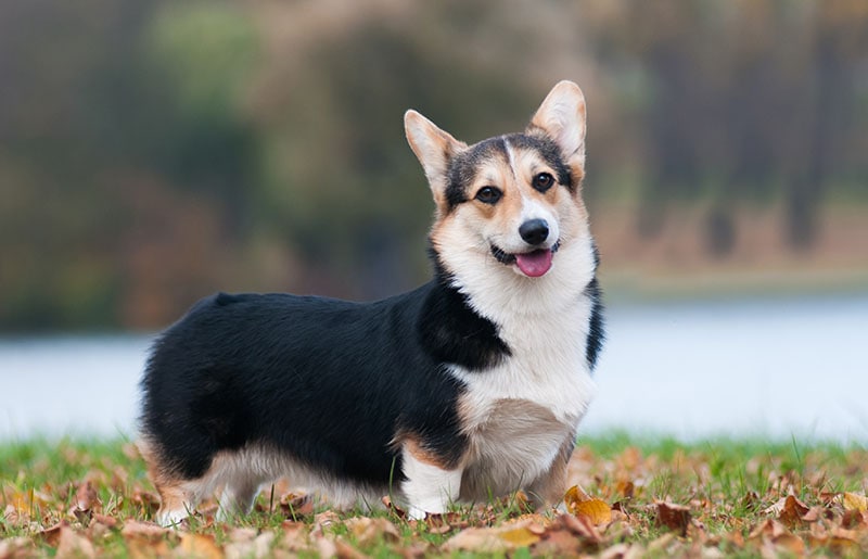 When Do Corgis Calm Down? Everything You Need to Know! (Vet-Reviewed)