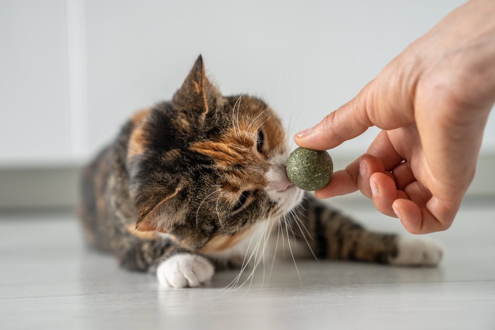 Can I Give My Kitten Catnip? Vet-Reviewed Guide & FAQ