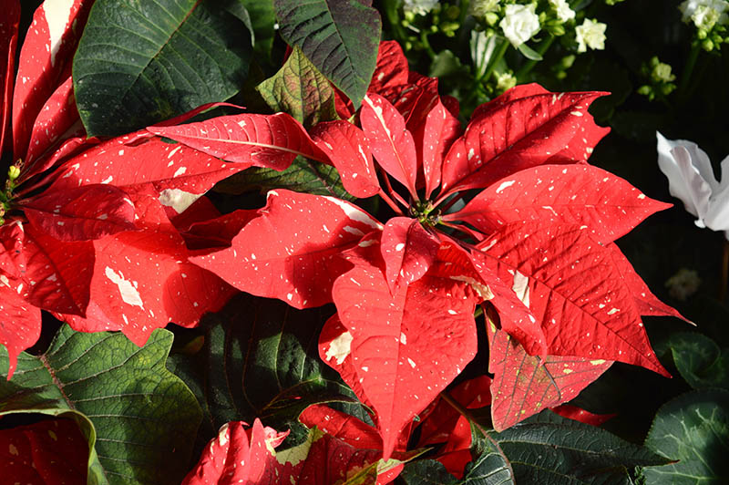 How to Keep Cats Away From Poinsettias: 7 Vet-Approved Tricks